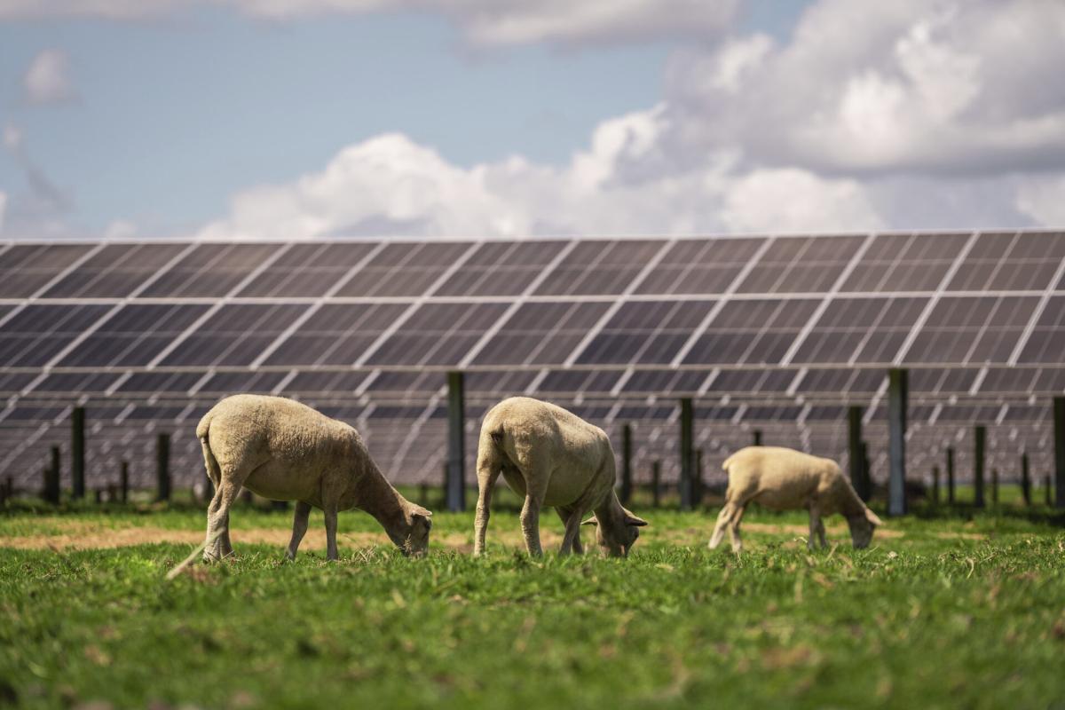 Trina Solar impulsa la mayor planta solar de Nueva Zelanda con una solución integrada de seguimiento de módulos