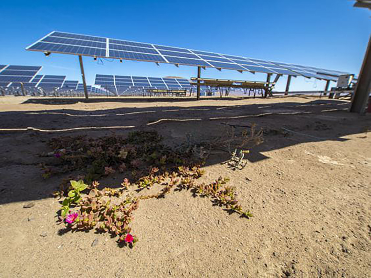 Instalaciones fotovoltaicas. FOTO: UNEF