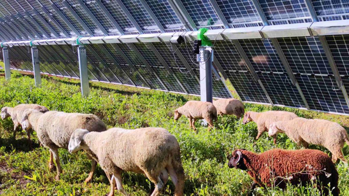 Planta solar de Endesa en Sevilla. 