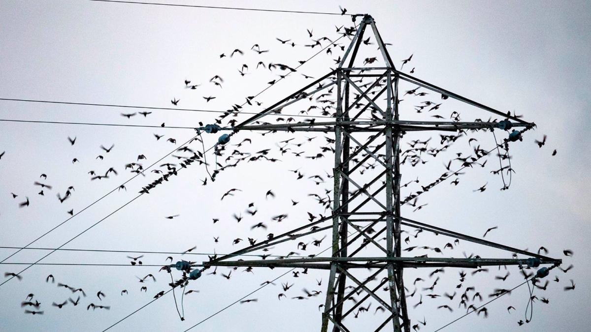 Aves en una antena eléctrica.