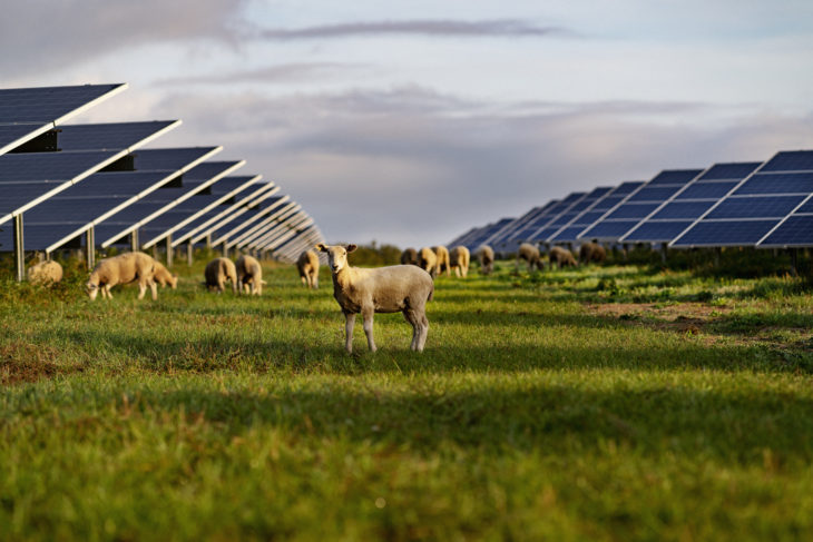 Parque fotovoltaico de Better Energy.