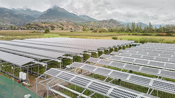 Las soluciones de energía solar en la agricultura de Eaton e Insolight.