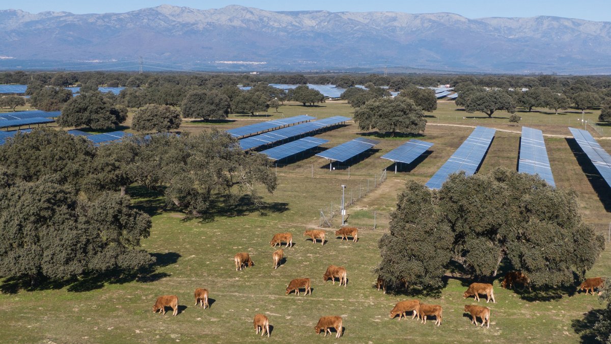 La planta solar Talayuela II de Statkraft se convierte en una 'granja' de abejas reinas