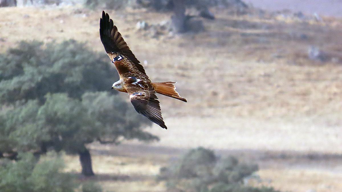 Milano real liberado en Extremadura en el marco del proyecto LIFE Eurokite.