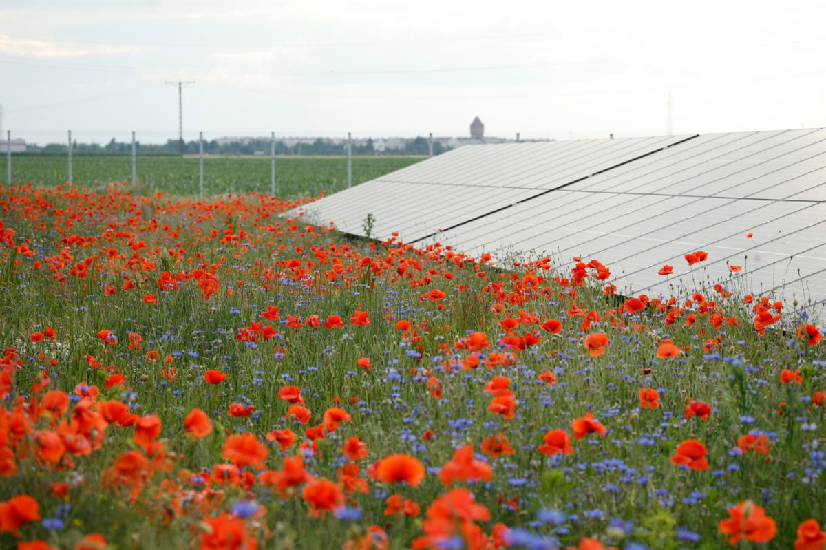 Planta solar de RWE.