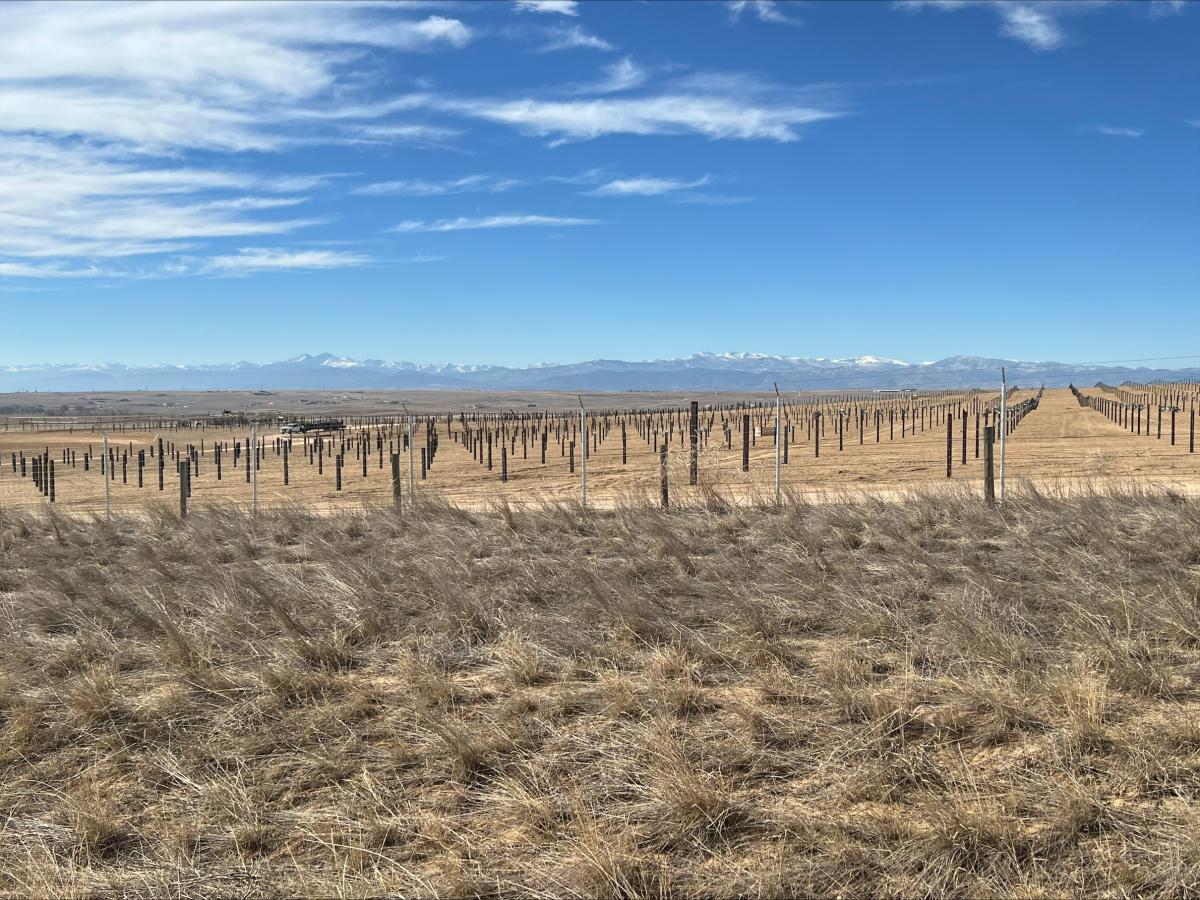 Terrenos donde se instalarán una de las plantas fotovoltaicas.