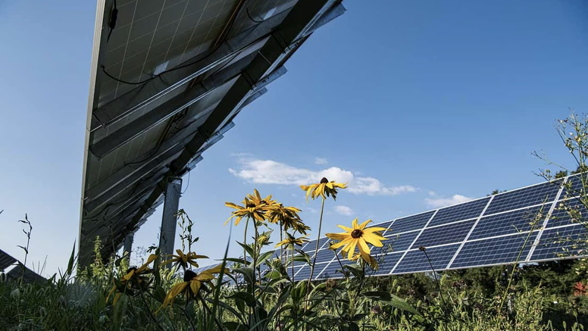 Agrivoltea, la primera plataforma que fomenta la innovación del sector agrivoltaico