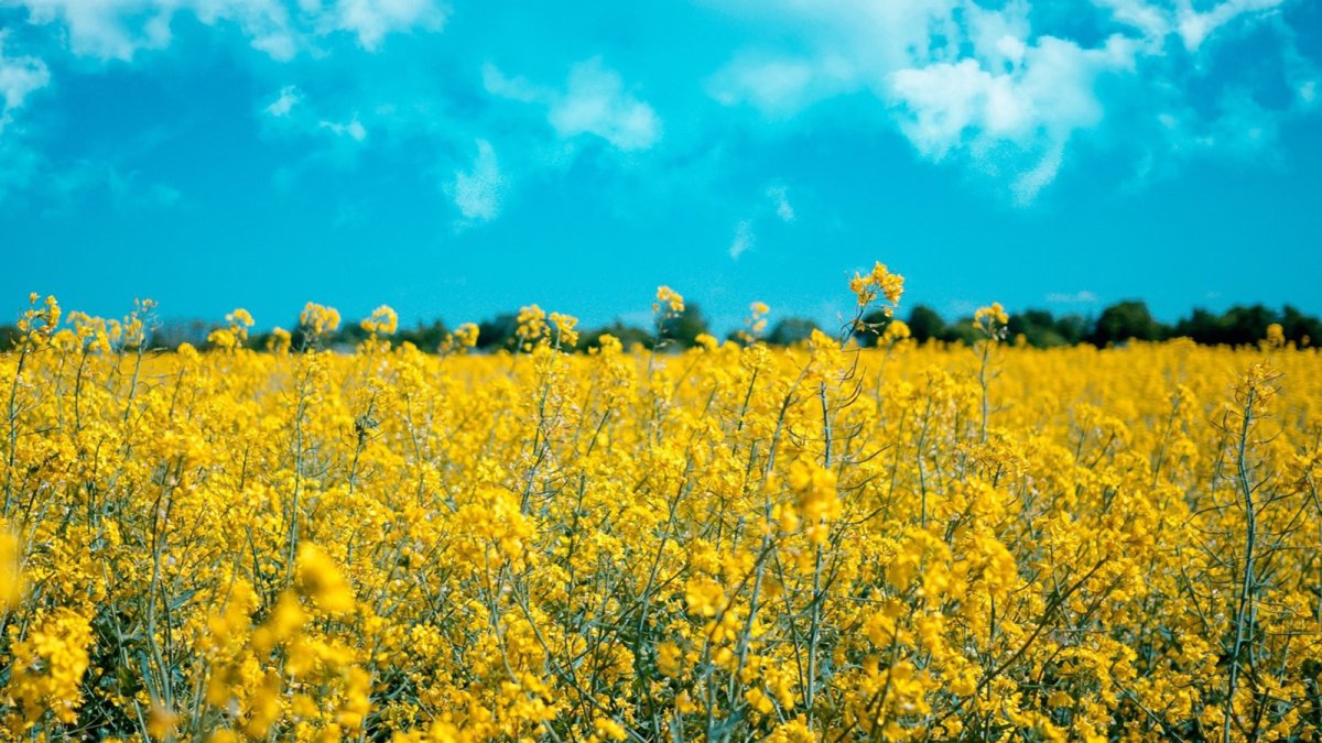 APPA Biocarburantes considera imprescindible incrementar los objetivos de biocombustibles en el PNIEC para 2030.