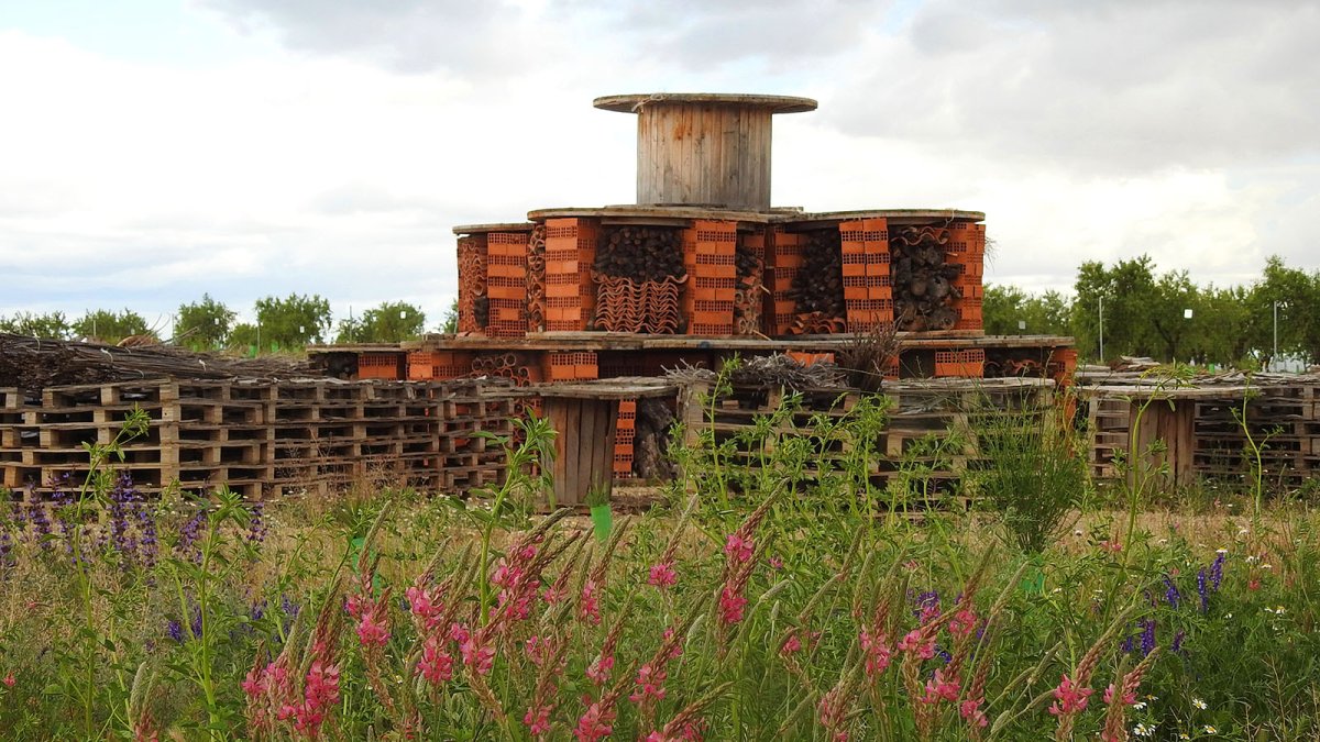 Un estudio científico en las plantas solares de Endesa en Minglanilla demuestra que estas instalaciones recuperan la biodiversidad natural del entorno