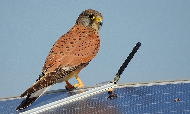 Endesa aprueba su plan de sostenibilidad a 2028 on medidas para alinear inversión y crecimiento sostenible