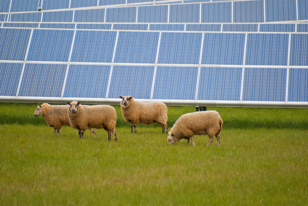 La capacidad fotovoltaica ha crecido un 67% en el Reino Unido en el último año.