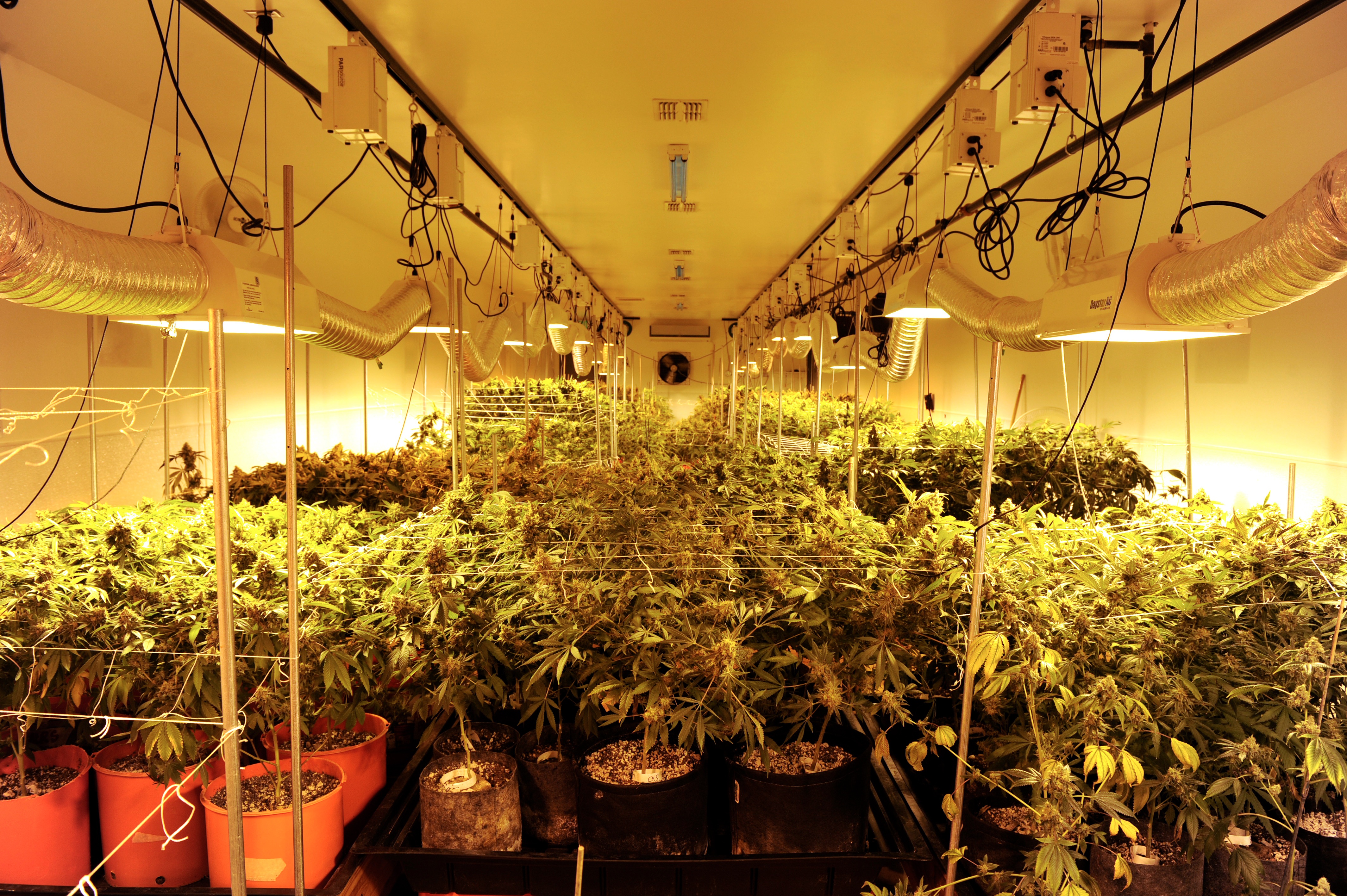 Plantación de interior de marihuana.