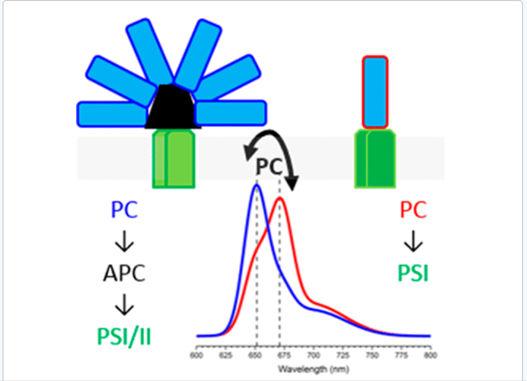 Mediante la espectroscopía, al iluminar con luz láser proteínas específicas, los patrones de luz cambian cuando la proteína adopta una estructura ligeramente diferente. 