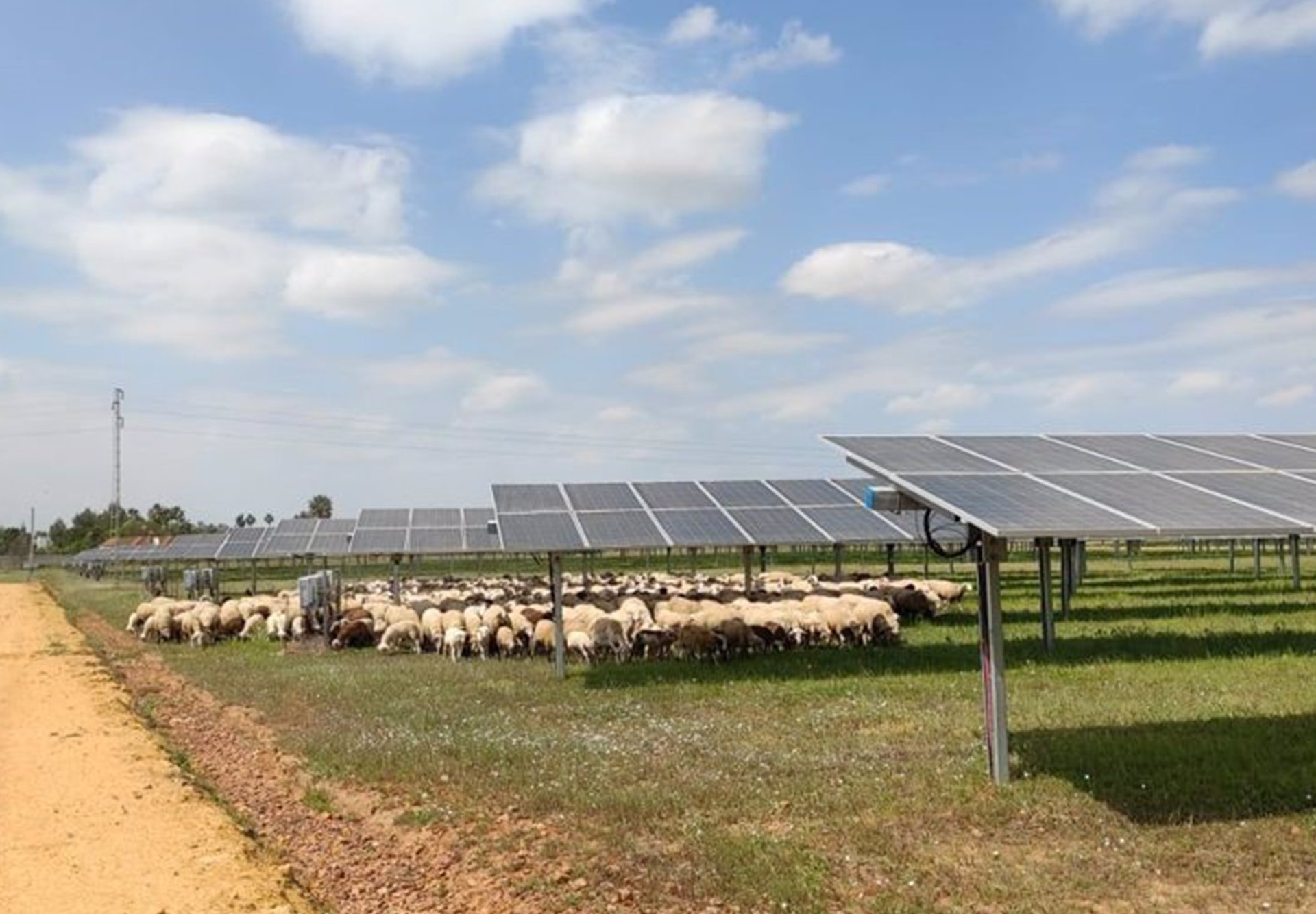 Ingeteam colabora con pastores locales para el mantenimiento de sus plantas fotovoltaicas.