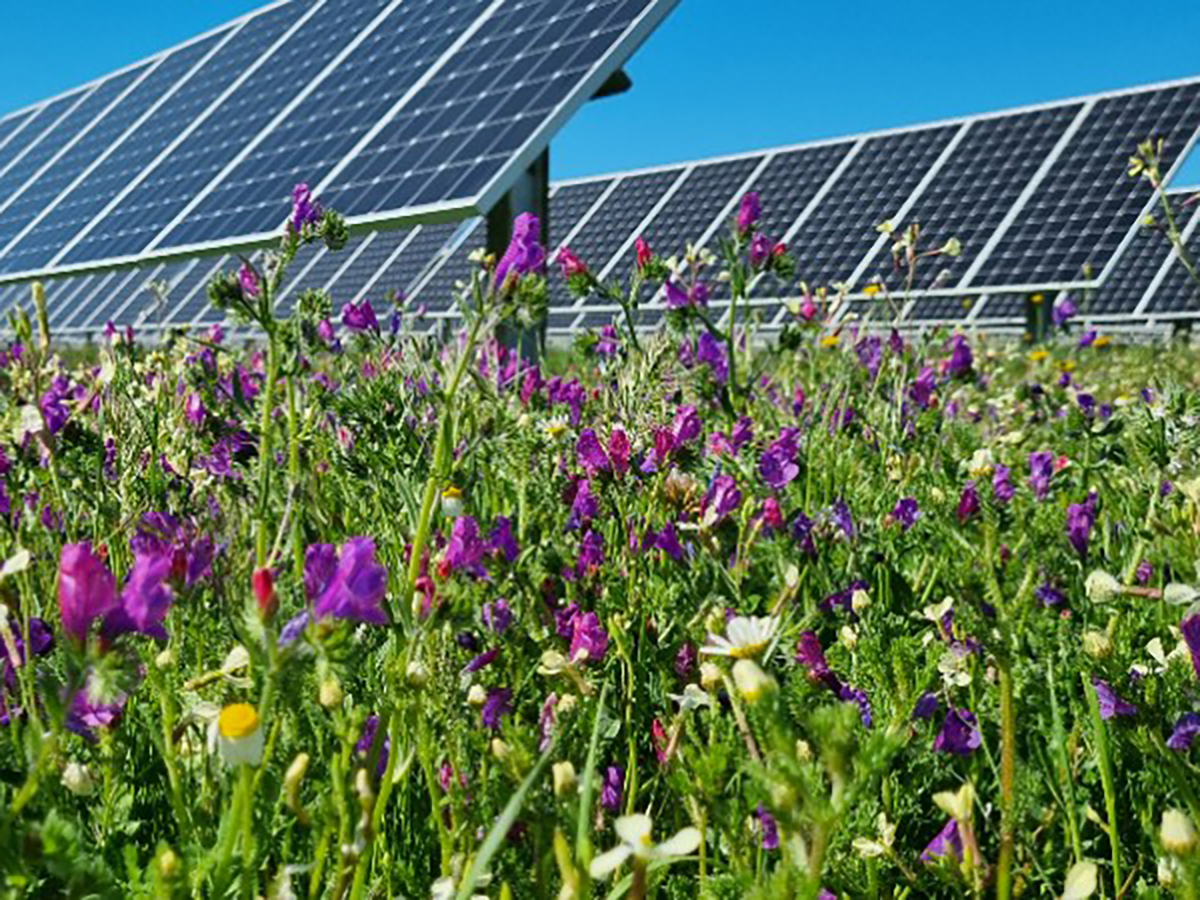 Instalaciones fotovoltaicas de Endesa. FOTO: Endesa