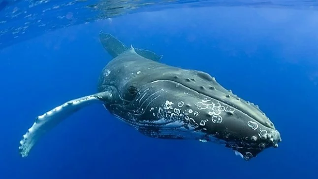 Las ballenas francas del Atlántico Norte son una especie en peligro.