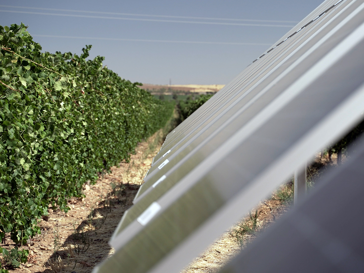 La energía bioagrovoltaica en España. FOTO: UNEF