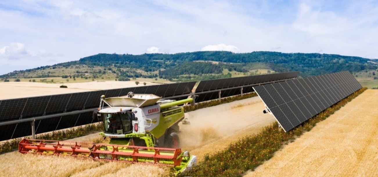 Una cosechadora trabajando entre paneles fotovoltaicos.