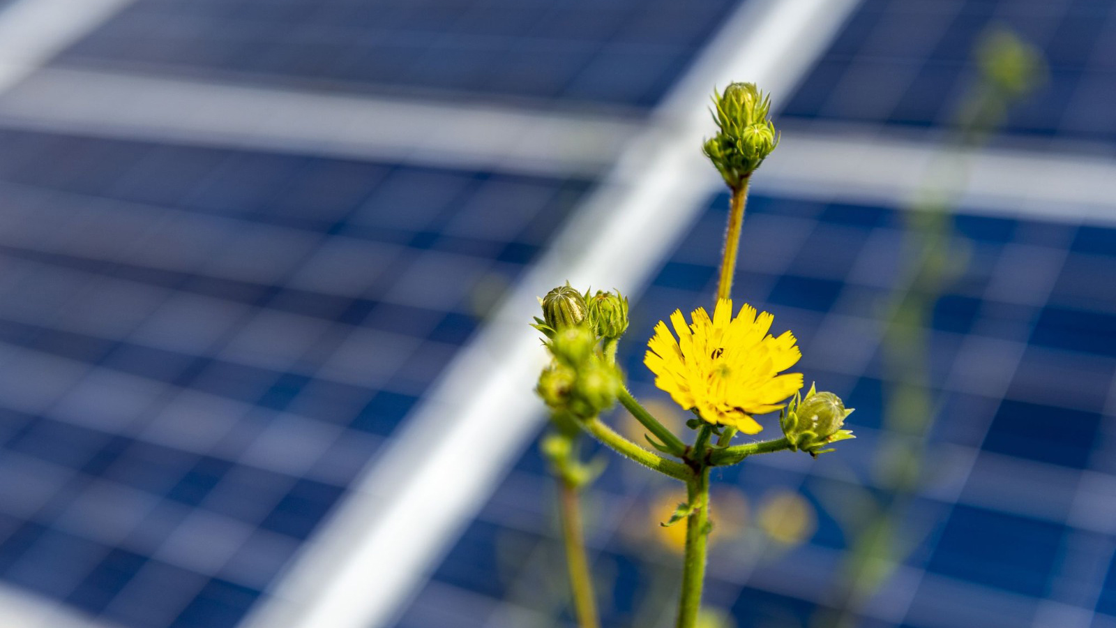 Proyecto fotovoltaico de BayWa r.e.