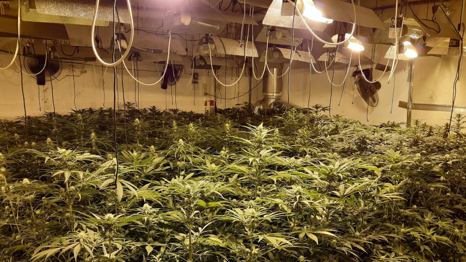 Plantación de Marihuana, enganchada ilegalmente a la red eléctrica. - Endesa